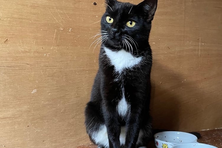 Marlene is a friendly young cat but no one has rehomed her because shes black and white