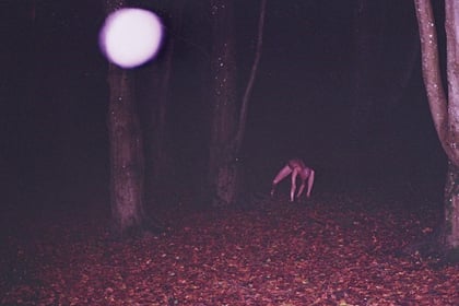 Photo sent to Cambrian News of creeping 'skin crawler' in woods
