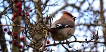 Arctic blast forces Bohemian Waxwings to Cardigan Bay