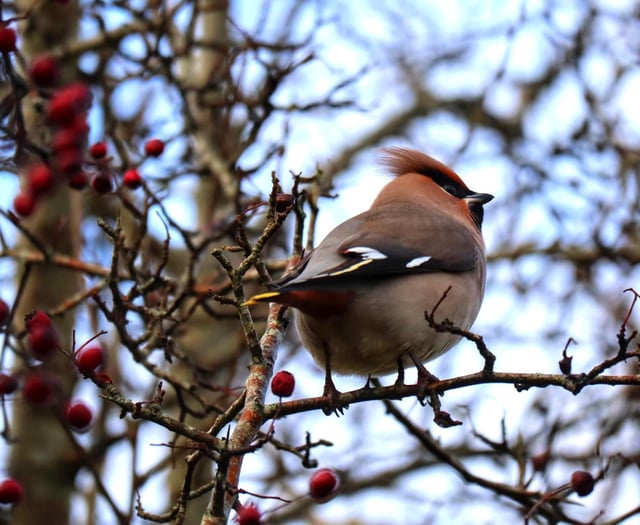 Arctic blast forces Bohemian Waxwings to Cardigan Bay