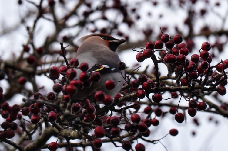 They typically eat 800-1000 berries a day!