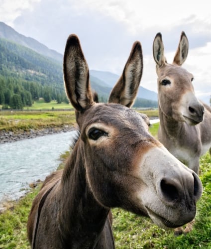 Have your say for the chance to win a woodland experience with the Dyfi Donkeys