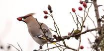 Thriving wildlife and misty mornings: Best of readers' photos