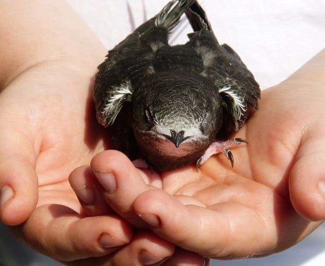 Swifts conservation group launches in Llanidloes