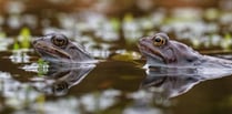 Video shows frogs 'croaking chorus' as frogspawn spotted in ponds