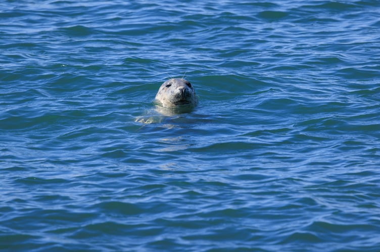 Atlantic grey seal, Bull Bay/Porth Llechog, Anglesey.
