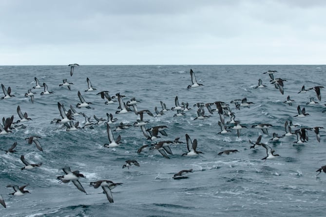 Flock of Manx shearwaters (Puffinus puffinus) taking flight. July 2011.