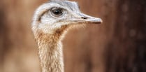 Ostrich owner granted dangerous wild animal licence to keep bird