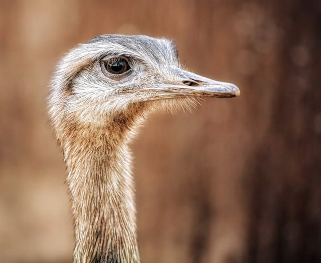 Ostrich owner granted dangerous wild animal licence to keep bird