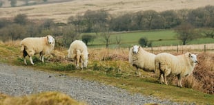 Farmers issue plea to dog owners this Easter