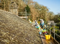 Rare bees removed from roof of National Trust house