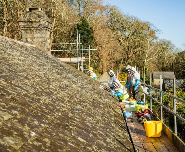 Rare bees removed from roof of National Trust house