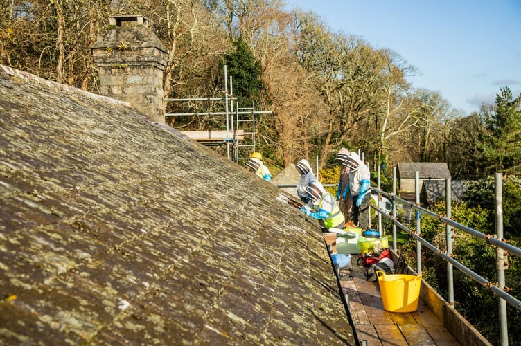 Beekeepers removing 50,000 bees in five swarms from the roof of Plas yn Rhiw in North Wales to temporary hives nearby during re-roofing work. The National Trust, which looks after the house, agreed to care for the bees in the roof when they were given the house by the three Keating sisters. They will return once the new roof is finished.