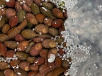 Watch this video of "glittering" tadpoles thriving in a Welsh pond