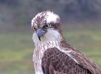 Osprey returns to nest