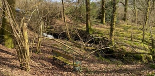 Mid Wales woodland sale