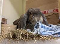 RSPCA appeal to find new homes for rescue rabbits this Easter