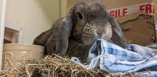 RSPCA appeal to find new homes for rescue rabbits this Easter