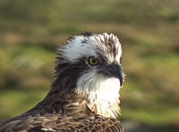 WATCH: Male osprey returns but female has disappeared...