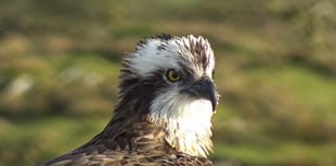 WATCH: Male osprey returns but female has disappeared...