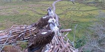 Ospreys reunite at Glaslyn