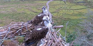 Ospreys reunite at Glaslyn