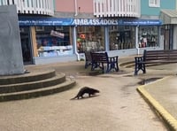 Otter spotted in Aberystwyth town centre