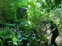 Volunteers needed to tackle non-native plants in west Wales