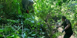 Volunteers needed to tackle non-native plants in west Wales