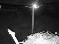 UFOs spotted over Dyfi Osprey nest