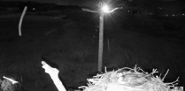 UFOs spotted over Dyfi Osprey nest