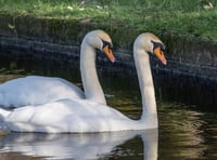 Police investigate swan death