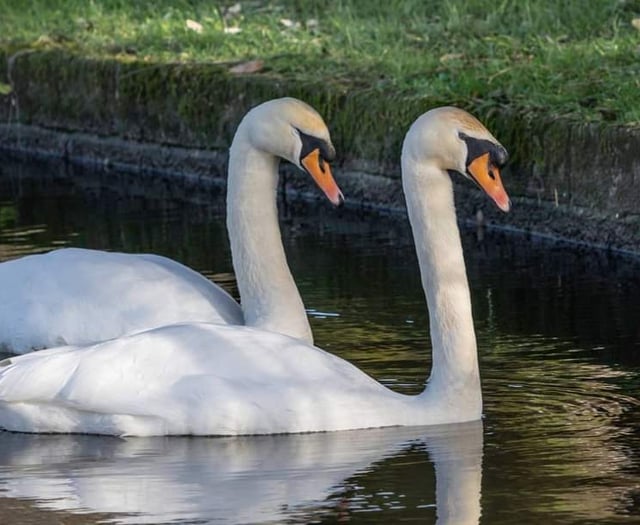 Police investigate swan death