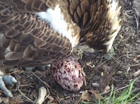 Delight as osprey lays egg