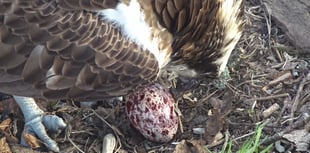 Delight as osprey lays egg