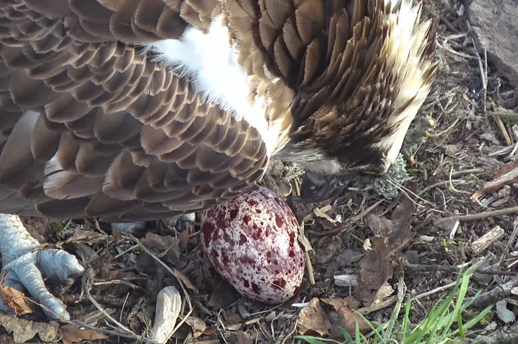 Elen andAran are looking after the egg