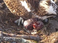 Glaslyn osprey lays third egg