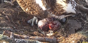 Glaslyn osprey lays third egg