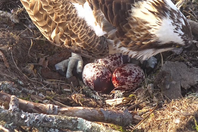 The Glaslyn ospreys have three eggs