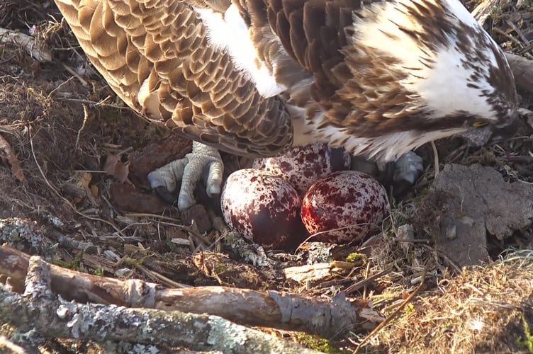 The Glaslyn ospreys have three eggs