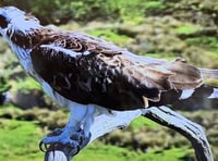 Llanfair Art Group visits Glaslyn Osprey Centre