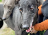 Hector's Greyhound Rescue will be in Aberystwyth this Saturday