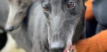 Hector's Greyhound Rescue will be in Aberystwyth this Saturday