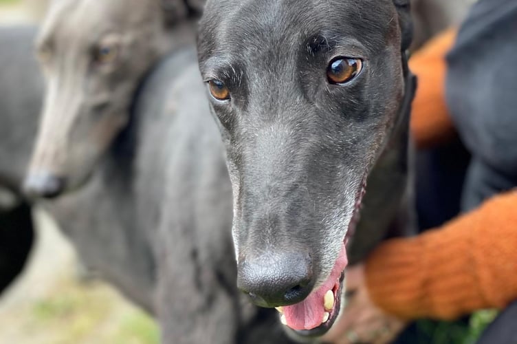 The dogs of Hector's Greyhound Rescue will be at Aberystwyth Bandstand this Saturday