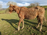 Suspended prison sentence for neglecting horses