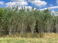 Could eucalyptus boost Welsh farm income?