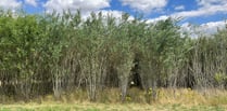 Could eucalyptus boost Welsh farm income?