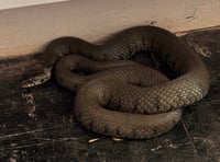 Snakes shut vaccination centre