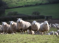 Union welcomes bridging support scheme for farmers