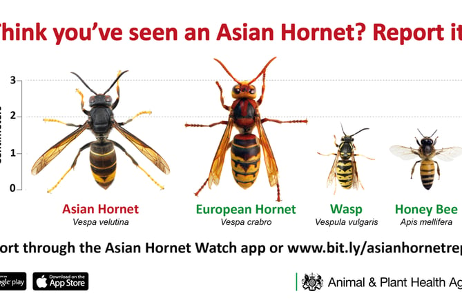 If you spot an Asan Hornet report it to Asian Hornet Watch because it kills honey bees.  The European Hornet is not a threat to bees. 